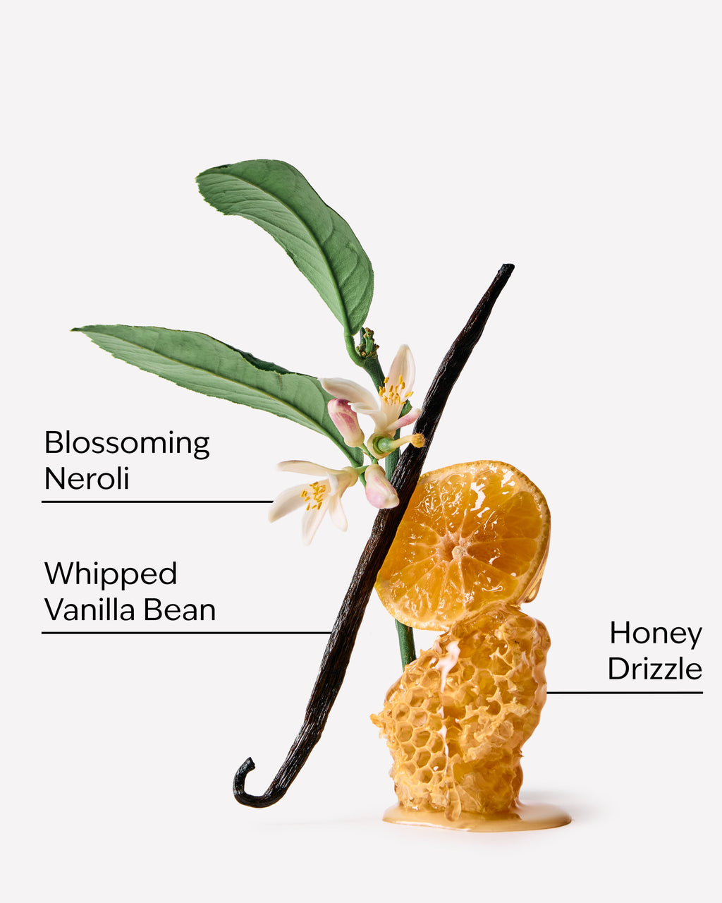 Whipped Honey & Vanilla Gentle & Clean Foaming Hand Soap
