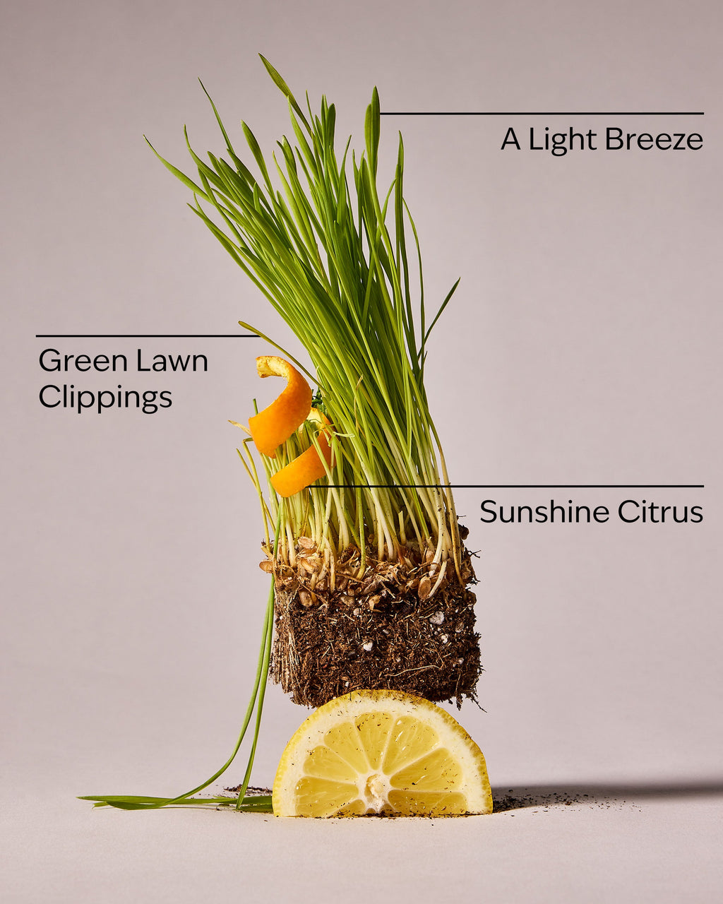The Lawn Whisperer Wallflowers Refills 2-Pack